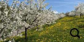 Frühlingsbäaume